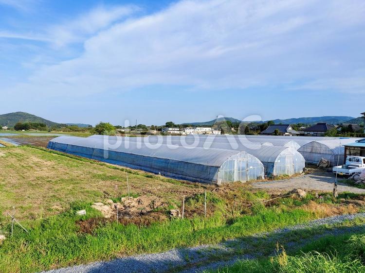 田園地帯のハウス栽培 田園風景,ハウス栽培,ビニールハウスの写真素材