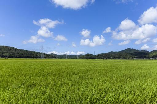 水田3(田原市) 水田3(田原市) 田,稲作,水田の写真素材