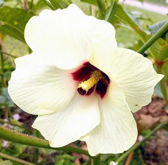 オクラの花 オクラの花の写真