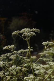 秋の花：オトコエシ3の写真