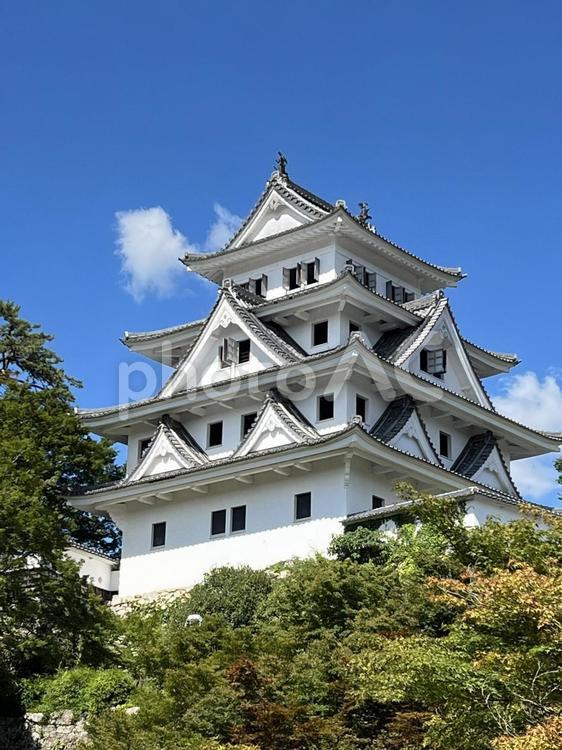 郡上八幡城と晴天 雲,晴,晴天の写真素材