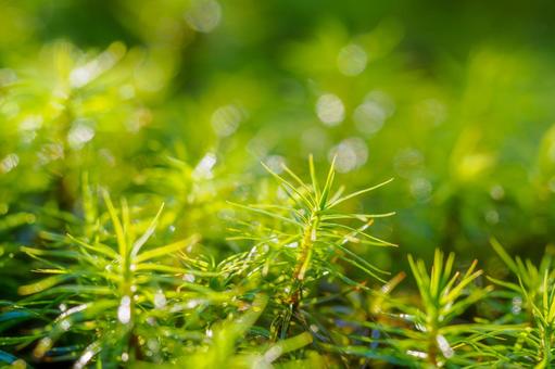 白駒池 苔生す森 白駒池 苔生す森の写真