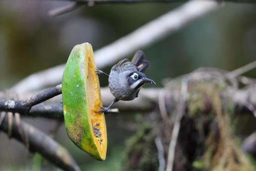 アオガオヤマミツスイの写真