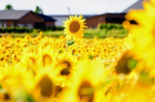 ひまわり畑に咲く一輪の花 ひまわり畑に咲く一輪の花 ひまわり,花畑,夏の写真素材