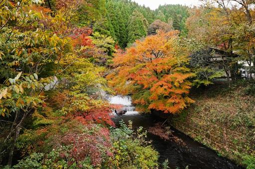 熊本 黒川温泉 紅葉に色づく田の原川1 黒川温泉,紅葉,モミジの写真素材