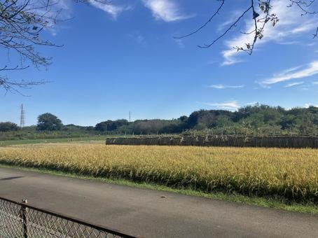 田んぼ⑤ 田んぼ⑤ 田んぼ,収穫,空の写真素材