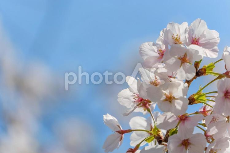 青空に映える満開の桜 桜,ソメイヨシノ,花の写真素材