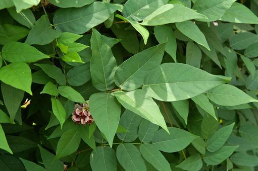 アメリカホド アメリカホド,アメリカホドイモ,亜米利加塊芋の写真素材