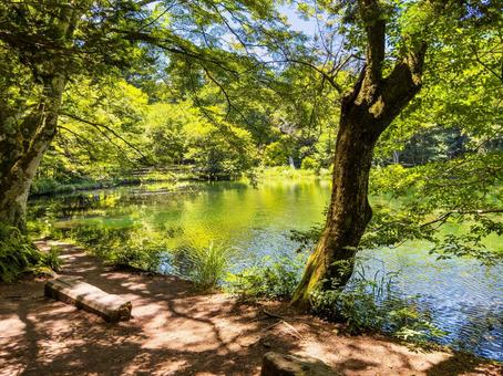 雲場池の木陰とベンチ|夏の軽井沢 雲場池の木陰とベンチ|夏の軽井沢 雲場池,池,ベンチの写真素材