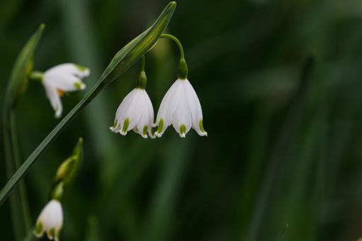 Photo, snowflake, lily of the valley, suzuran narcissus, 