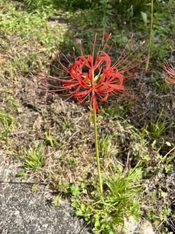 彼岸花 彼岸花 彼岸花,花,草の写真素材