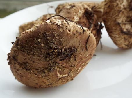 採れたての松茸☺︎の写真
