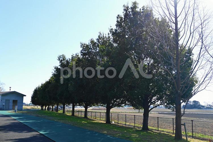 立ち並ぶ木陰 木,木陰,植物の写真素材