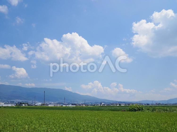 夏、生育中の稲と山の風景 稲,夏,生育中の写真素材