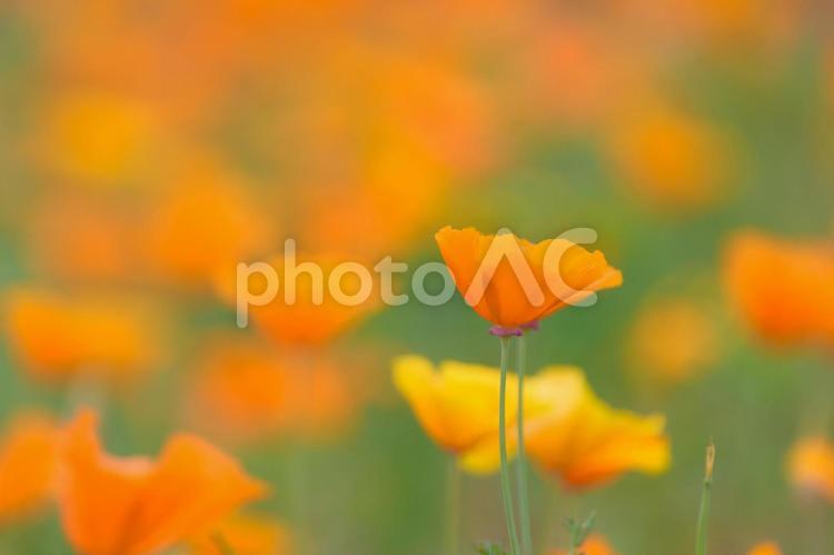 カルフォルニアポピー カリフォルニアポピー,花,植物の写真素材