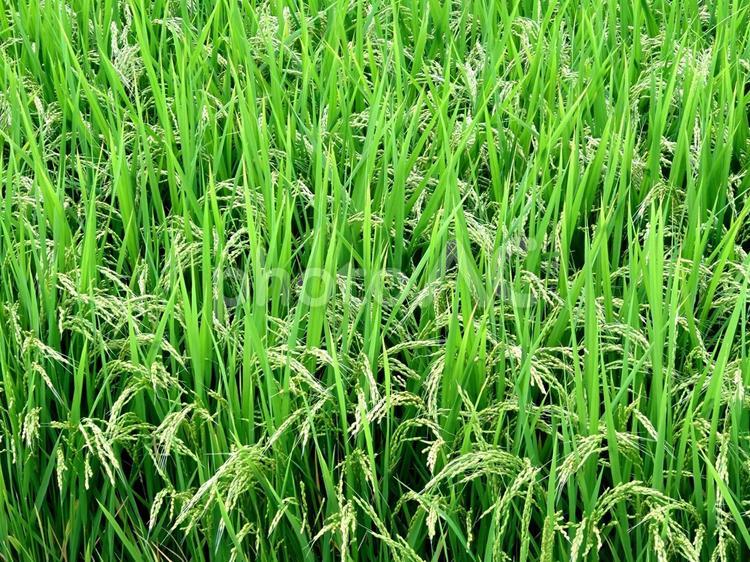 収穫前の稲穂(岐阜) 2 稲,米,稲穂の写真素材