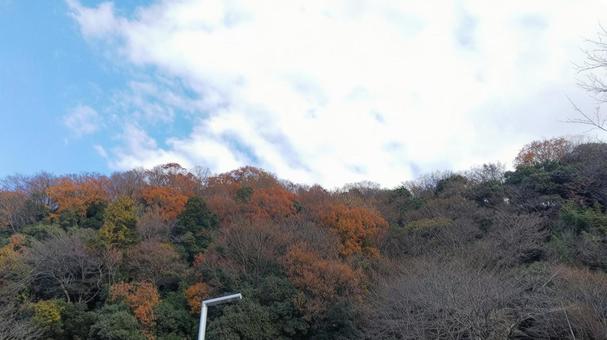 山の紅葉 山の紅葉の写真