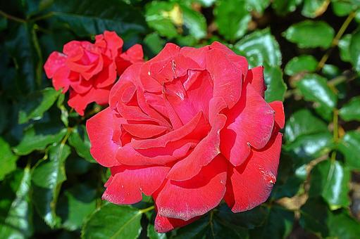 荒牧バラ園707　レベル 兵庫県,荒牧バラ園,バラの写真素材