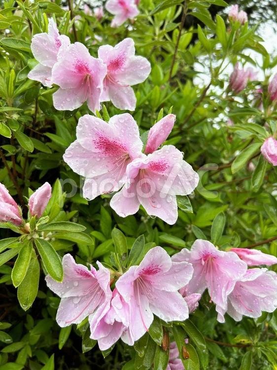 雨上がりのピンクのツツジ　アップ ツツジ,ツツジ科,花の写真素材