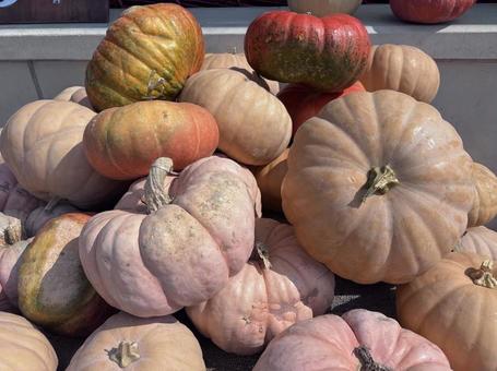 いろいろなかぼちゃ1 カボチャ,ハロウィン,秋の写真素材