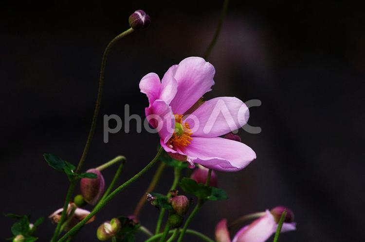 シュウメイギクのピンクの横顔 シュウメイギク,秋明菊,キンポウゲ科の写真素材
