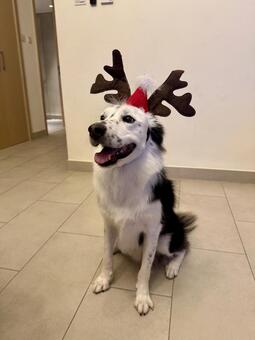 トナカイのカチューシャをつける犬 犬,クリスマス,可愛いの写真素材