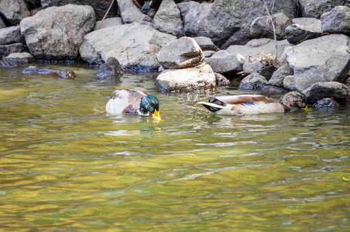 マガモ⒀ マガモ⒀の写真