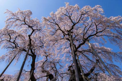 三春町の滝桜 滝桜,満開,爛漫の写真素材