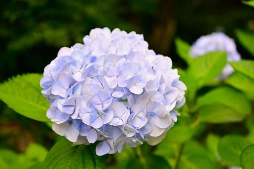 梅雨空に咲く薄紫色のアジサイ 梅雨空に咲く薄紫色のアジサイ 紫陽花,アジサイ,あじさいの写真素材