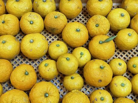 ゆず 柚子,冬至,ゆずの写真素材