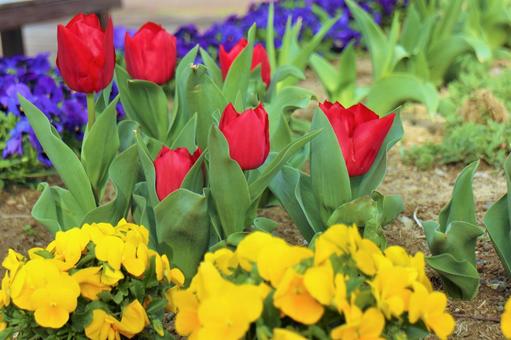 黄色いパンジーと、可愛いチューリップの花の写真