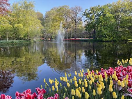 キューケンホフ公園 キューケンホフ公園 キューケンホフ,チューリップ,アムステルダムの写真素材
