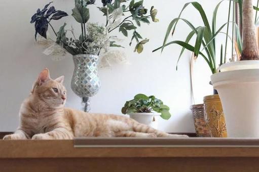 見つめる猫の写真