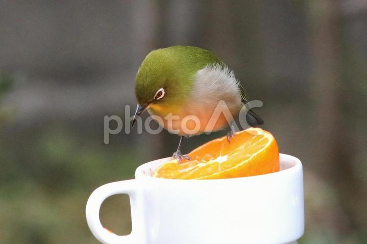 めじろとみかん 動物,鳥,野鳥の写真素材