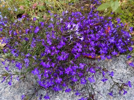紫の花々 紫の花,１１月,晩秋の写真素材