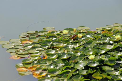 長崎県大村の池田湖のスイレン 植物,花,自然の写真素材