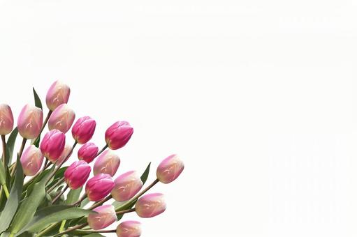 ピンクのチューリップ 春の花背景素材 ピンクのチューリップ 春の花背景素材の写真