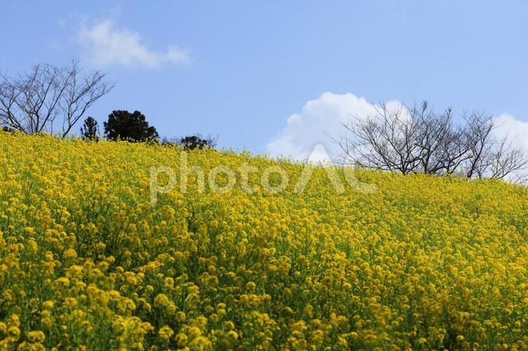 マザー牧場の菜の花 菜の花,マザー牧場,木々の写真素材