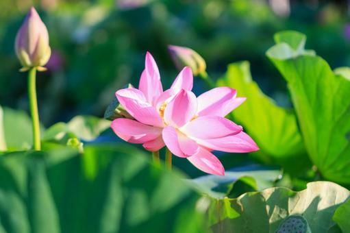 蓮の花 蓮の花 ハス,蓮,古代蓮の写真素材