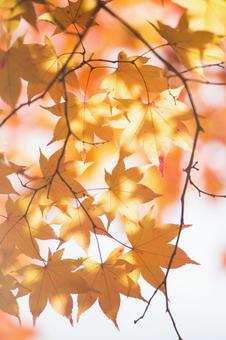 紅葉 紅葉の写真