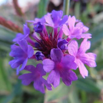 バーベナ バーベナ,花,花びらの写真素材