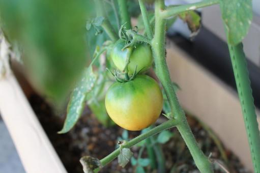 ミニトマト ミニトマトの写真