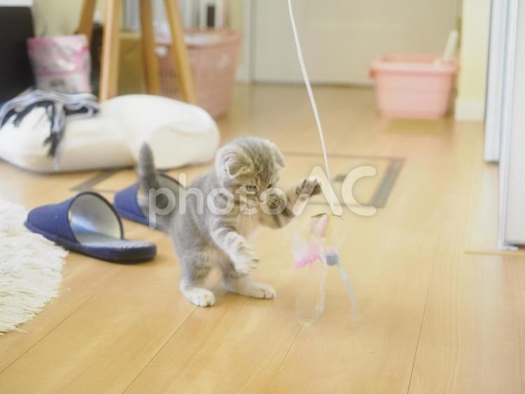 友達の猫　りんりんちゃん 猫,ネコ,キャットの写真素材