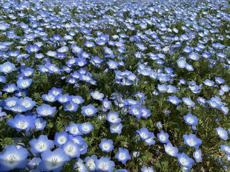 Nemophila, JPG