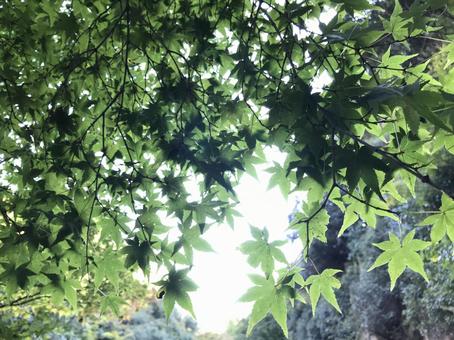 青いイチョウの木 イチョウ,自然,緑の写真素材