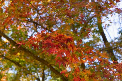 紅葉した秋の庭園 紅葉した秋の庭園 紅葉,秋,紅葉狩りの写真素材