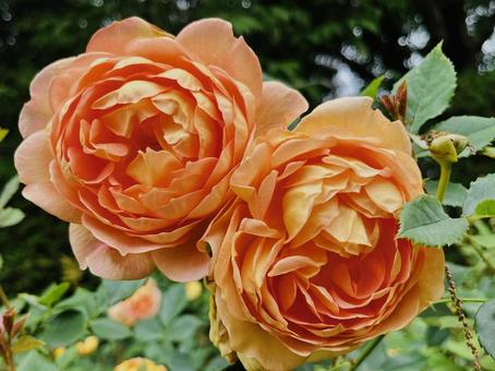 オレンジのバラ オレンジのバラ 薔薇,オレンジ,花の写真素材
