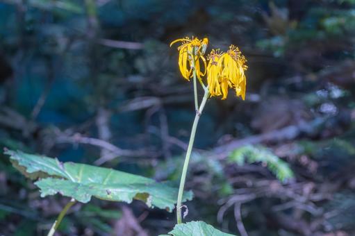 マルバダケブキの写真