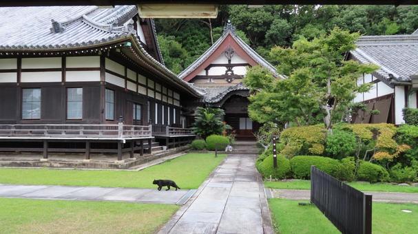 隨念寺 鐘楼門から方丈 猫 隨念寺 鐘楼門から方丈 猫 隨念寺,神社仏閣,寺の写真素材