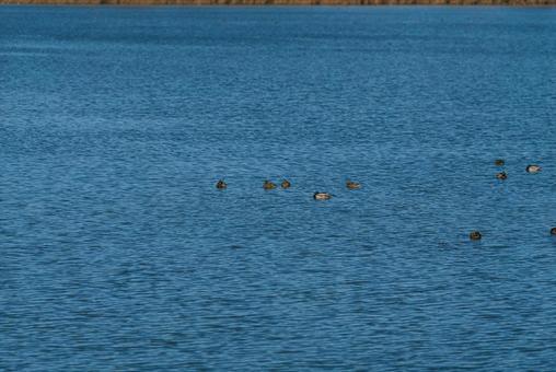 池を優雅に泳ぐ鴨たち マガモ,カルガモ,オナガガモの写真素材